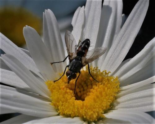 Réf. 208 867 : Eriothrix rufomaculata